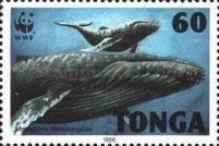 Humpback whale (Megaptera novaeangliae)