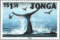 Humpback whale (Megaptera novaeangliae)