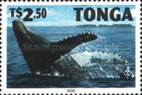 Humpback whale (Megaptera novaeangliae)
