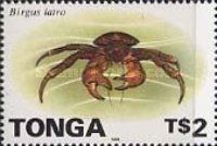 Coconut Crab (Birgus latro)