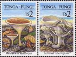Lentinus tuber-regium