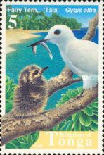 Fairy Tern (Gygis alba)
