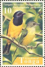 Tongan Whistler (Pachycephala jacquinoti)