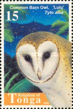 Barn Owl (Tyto alba)