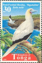 Red-footed Booby (Sula sula)