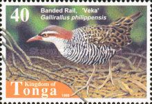 Banded Rail (Gallirallus philippensis)