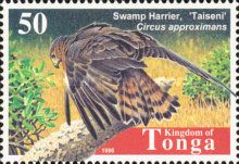 Swamp Harrier (Circus approximans)