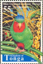 Blue-crowned Lorikeet (Vini australis)
