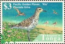 Pacific Golden Plover (Pluvialis fulva)
