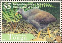Tongan Megapode (Megapodius pritchardi)