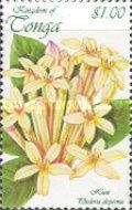 Phaleria disperma