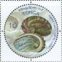 Sheep's Ear Abalone (Haliotis ovina)