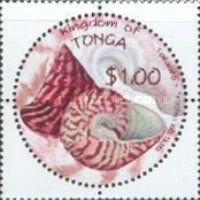 Commercial Top Shell (Trochus niloticus)