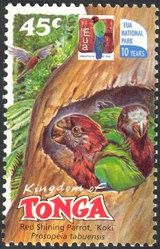 Red Shining-Parrot (Prosopeia tabuensis)