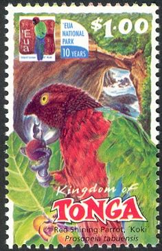 Red Shining-Parrot (Prosopeia tabuensis)