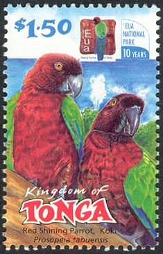Red Shining-Parrot (Prosopeia tabuensis)