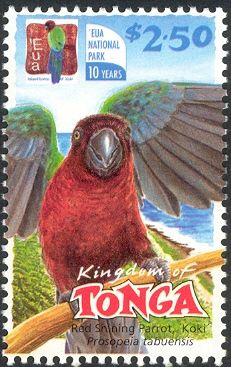 Red Shining-Parrot (Prosopeia tabuensis)