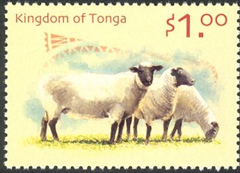 Domestic Sheep (Ovis ammon aries)
