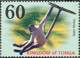 Spider Monkey (Ateles sp.) 