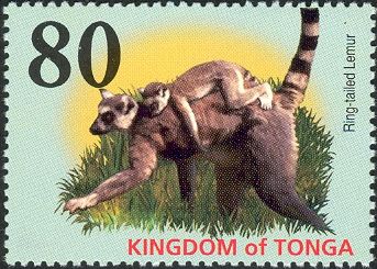 Ring-tailed Lemur (Lemur catta)