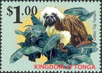 Cotton-top Tamarin (Saguinus oedipus)
