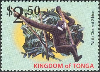 Northern White-cheeked Gibbon (Nomascus leucogenys)