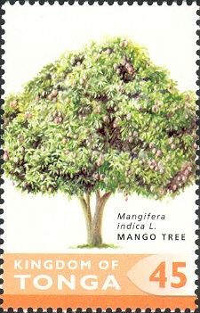 Mango (Mangifera indica)