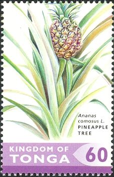 Pineapple (Ananas comosus)