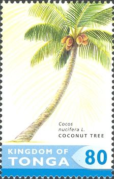 Coconut (Cocos nucifera)