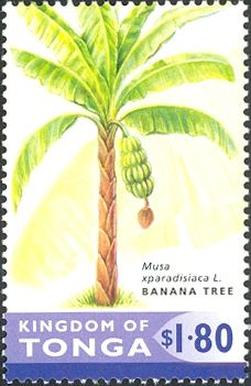 Banana (Musa xparadisiaca)