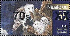 Barn Owl (Tyto alba)