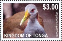 Niuafoou Scrubfowl (Megapodius pritchardii) - (see Descripti