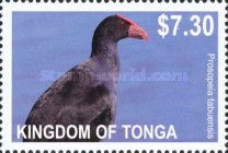 "Prosopeia tabuensis" - (see Description)
