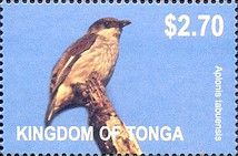 Polynesian Starling (Aplonis tabuensis)