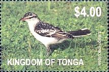 Polynesian Triller (Lalage maculosa)