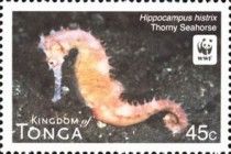 Thorny Seahorse (Hippocampus histrix)