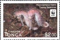 Thorny Seahorse (Hippocampus histrix)