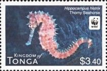 Thorny Seahorse (Hippocampus histrix)