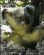 Koala (Phascolarctos cinereus)