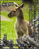 Red Kangaroo (Osphranter rufus)