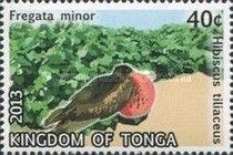 Great Frigatebird (Fregata minor), Sea hibiscus (Hibiscus ti