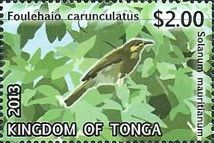 Eastern Wattled-Honeyeater (Foulehaio carunculatus), Woolly