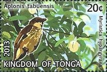 Polynesian Starling (Aplonis tabuensis), Myristica hypargyra