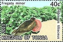 Great Frigatebird (Fregata minor), Sea hibiscus (Hibiscus ti