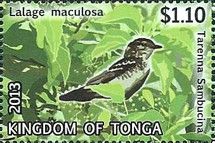 Polynesian Triller (Lalage maculosa), Tarenna sambucina