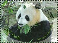 Giant Panda (Ailuropoda melanoleuca)