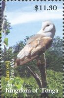 Barn Owl (Tyto alba)