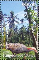 Buff-banded Rail (Gallirallus philippensis)