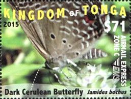 Dark Cerulean Butterfly (Jamides bochus)