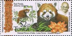 Red Panda (Ailurus fulgens)